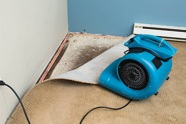 Best Water damage restoration process  in Lacoochee, FL